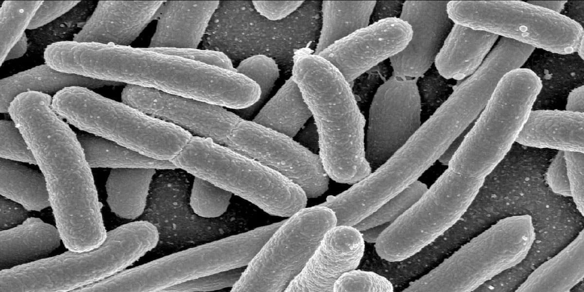 E-Coli
